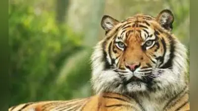 Research : जलवायु परिवर्तन के चलते खत्म हो सकते हैं बंगाल टाइगर
