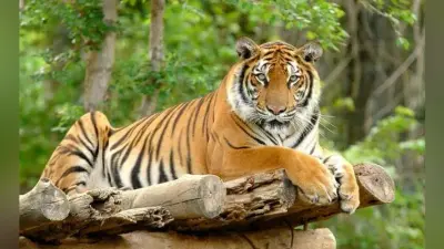 जलवायु परिवर्तन से खत्म हो सकते हैं बंगाल टाइगर, वैज्ञानिकों के अनुसार, 2070 तक नष्ट हो जायेंगे बाघों के आवास