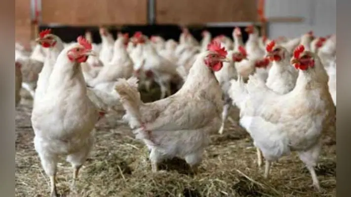 Bird Flu, H5N1 Virus: कोरोना के बाद बर्ड फ्लू का कहर, जानिये क्या है इसके लक्षण और बचाव के उपाय