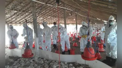 देवघर में कई जगहों पर बर्ड फ्लू फैलने का संदेह, हजारो मुर्गा को मारकर किया गया दफन