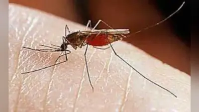 गया : खतरनाक केमिकल छोड़िए, घर में ही तैयार कर सकते हैं मच्छर मारक दवाएं