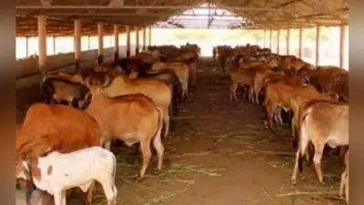 मथुरा के गांव में प्रदेश की सबसे बड़ी गोशाला, जानिये और क्या है योजना