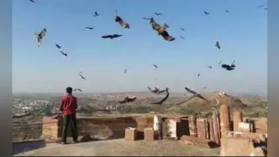 500 साल से चली आ रही है जोधपुर में चीलों को खाना खिलाने की परंपरा