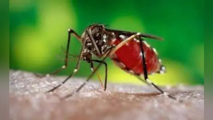 कोलकाता : डेंगू की रोकथाम के लिए नयी योजना तैयार