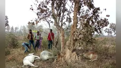 बोकारो : गोमिया में ठनका गिरने से 8 मवेशियों की मौत, मुआवजे की मांग
