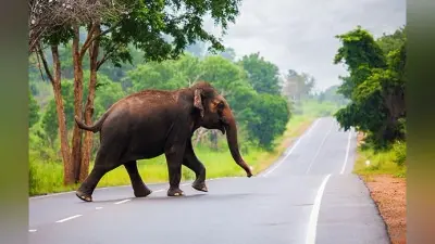 हाथी ने स्कूल का दरवाजा तोड़ा