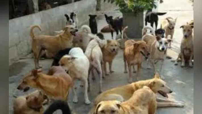 हावड़ा : लावारिश कुत्तों का बढ़ता आतंक, परेशान शहरवासी