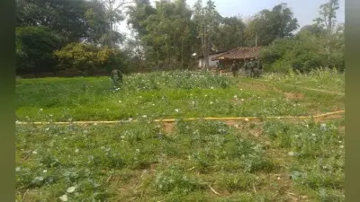 सिमडेगा : पुलि ने नष्ट की एक एकड़ अफीम की खेती