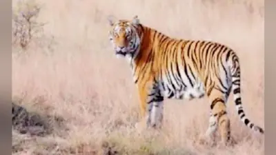 पटना : बाघों की सुरक्षा को बनेगा टाइगर प्रोटेक्शन फोर्स