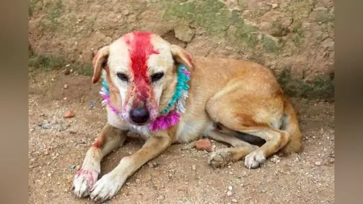 कुतिया से कराई बच्चे की शादी