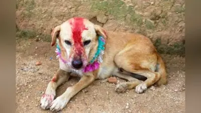 कुतिया से कराई बच्चे की शादी