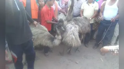 बोकारो : महुआ चुन रहे ग्रामीणों ने जंगल से पकड़े चार इमु पक्षी