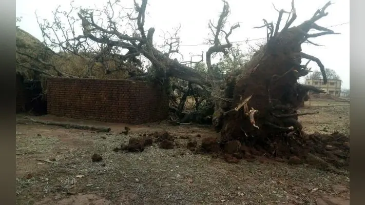 आंधी-तूफान से महुआटांड़ क्षेत्र में ब्लैक ऑउट, बारीडारी में गिरे दर्जनों बिजली के खंभे और उखड़े पेड़
