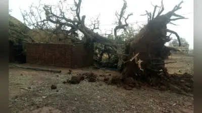 आंधी-तूफान से महुआटांड़ क्षेत्र में ब्लैक ऑउट, बारीडारी में गिरे दर्जनों बिजली के खंभे और उखड़े पेड़