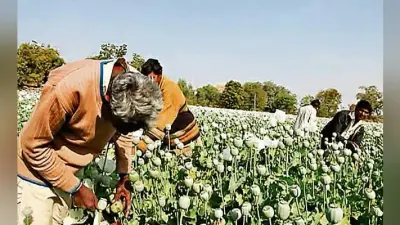 रांची : अफीम की खेती पर अंकुश के लिए नक्सली लिंक की होगी जांच