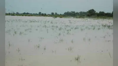580 एकड़ में लगी फसल डूबी, कर्ज लेकर किसानों ने की थी खेती