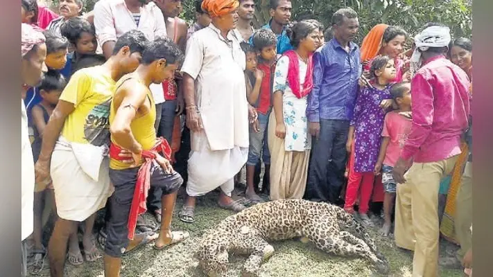 मुजफ्पुरपुर : तेहवारा पंचायत के चिचरी गांव का मामला, तेंदुए ने किया जख्मी, लोगों ने मार डाला