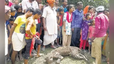 मुजफ्पुरपुर : तेहवारा पंचायत के चिचरी गांव का मामला, तेंदुए ने किया जख्मी, लोगों ने मार डाला
