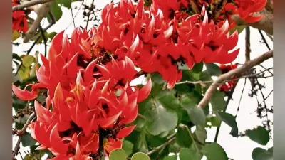 मेदिनीनगर : लोकसभा के चुनावी परिदृश्य से गायब है कुंदरी लाह बगान