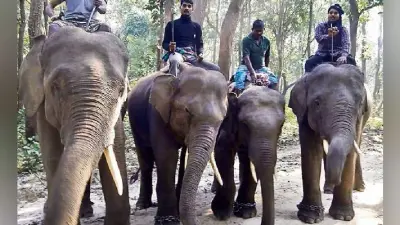 पश्चिमी चंपारण : वीटीआर क्षेत्र में पहुंचे तीन नेपाली हाथी, वनकर्मी अलर्ट, सुरक्षा को लेकर चार हाथी कोतराहा शिफ्ट