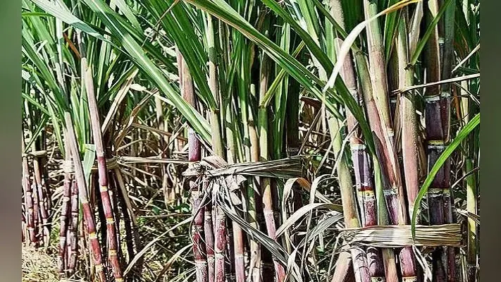 Sugar Price: भारत में नहीं होगी चीनी की कमी, एनएफसीएसएफ ने कहा अल नीनो का नहीं होगा कोई प्रभाव