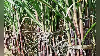 उत्तर प्रदेश में डिस्टलरी लगा रहे बड़े निवेशक, सरकार की नीतियों से बदल रही गन्ना किसान और चीनी उद्योग की सूरत