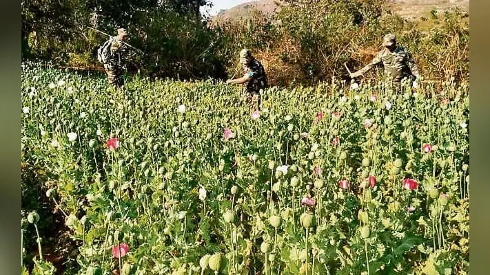 नामकुम : कभी सफल किसानों का क्षेत्र था हहाप अब पोस्ते की खेती के लिए बदनाम