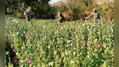 नामकुम : कभी सफल किसानों का क्षेत्र था हहाप अब पोस्ते की खेती के लिए बदनाम