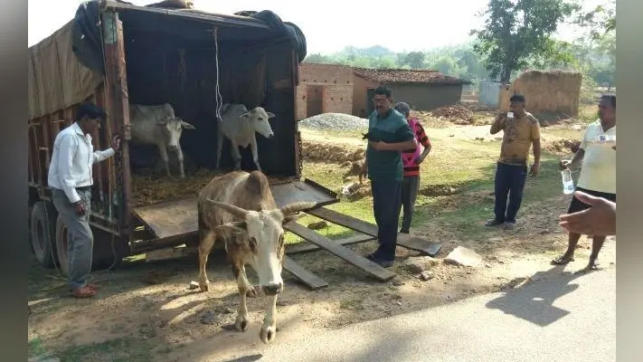 गुमला : ट्रक में ठूंसकर बंगाल ले जा रहे पशु जब्त, पांच पशुओं को मरने से बचाया गया
