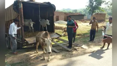 गुमला : ट्रक में ठूंसकर बंगाल ले जा रहे पशु जब्त, पांच पशुओं को मरने से बचाया गया