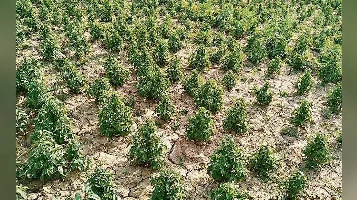 रांची : फंस गये 30 एकड़ में पिपरमिंट की खेती करनेवाले किसान