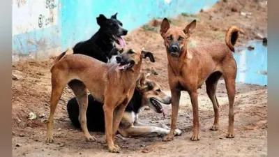 मथुरा के बरसाना में सात साल की देवकी को कुत्तों ने नोच खाया
