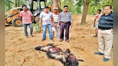 ग्रामीणों ने भालू को मार डाला, पंजा काटा