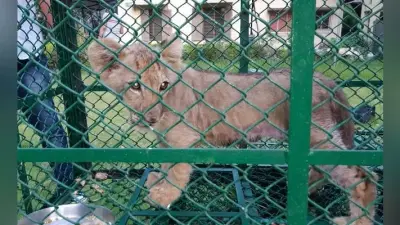 शावक व विरल प्रजाति के लंगूरों की तस्करी करते तीन गिरफ्तार