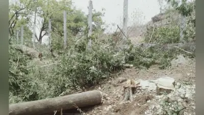 लकड़ी माफिया ने दिन दहाड़े दर्जनों पेड़ काटे, ग्रामीणों के विरोध पर मारने की दी धमकी