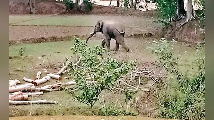 लकड़ी माफियाओं ने सिल्ली के जंगल में दिनदहाड़े काटे दर्जनों पेड़, ग्रामीण ने विरोध जताया, तो दी काट डालने की धमकी