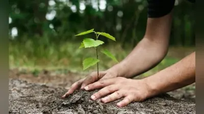120 हेक्टेयर पर लगेंगे तीन लाख पौधे