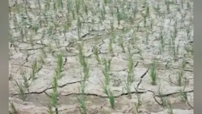 उत्तर बिहार में धान के खेतों में फटी दरार, सूख रहे धान के पौधों को देख किसान चिंतित, नलकूप वर्षों से बंद