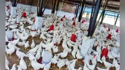 मोकामा : शराबबंदी के बाद अंडा उत्पादन यूनिट बना रोल मॉडल