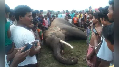 11000 हाई वोल्टेज विद्युत तार की चपेट में आने से जंगली हाथी की हुई मौत, खबर मिलते ही ग्रामीणों की उमड़ी भीड़