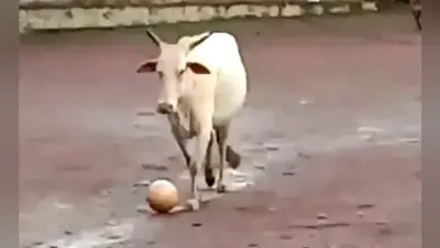 फुटबॉल खेलते हुए गाय का मजेदार वीडियो वायरल, क्रिकेट एक्सपर्ट हर्षा भोगले ने किया ट्वीट