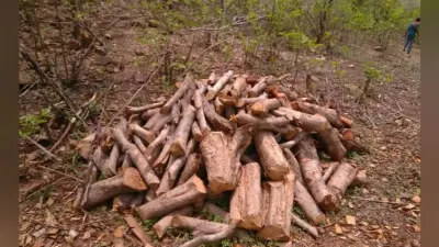 लकड़ी तस्करों ने किया वनकर्मियों की गाड़ी में आग लगाने का प्रयास, छापेमारी करने गयी टीम उल्टे पांव लौटी