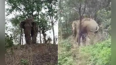 बड़कागांव : गांव में घुसा हाथी, लोग दहशत में, झुंड से बिछड़ा हाथी मचा रहा है उत्पात