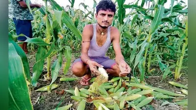 तेज हवा और बारिश से हजारों एकड़ में लगी मक्के की फसल बर्बाद