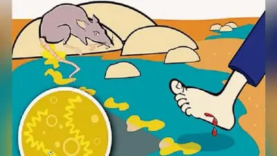 बारिश में वेल रोग की आशंका
