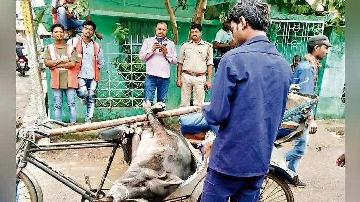 प्रभात खबर में खबर छपने के बाद हरकत में आया नगर निगम, शशिभूषण के घर पहुंची टीम, सूअर और उसके बच्चों को हटाया