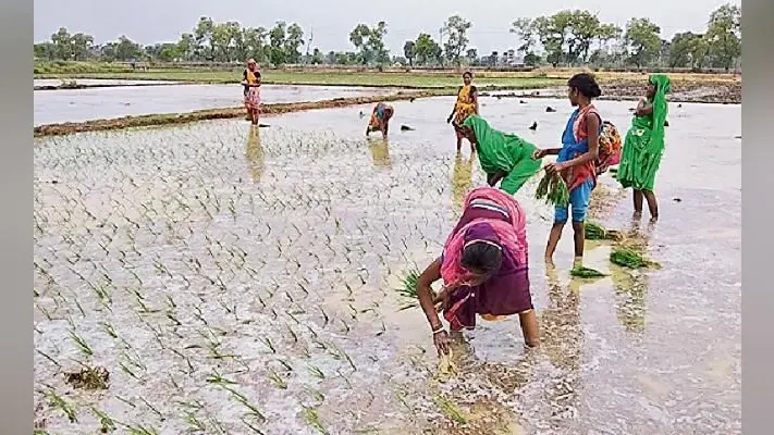 पटना : जुलाई में सामान्य से 21% अधिक बारिश, रोपनी ने पकड़ी रफ्तार, गंगा, कोसी, महानंदा का जल स्तर बढ़ा