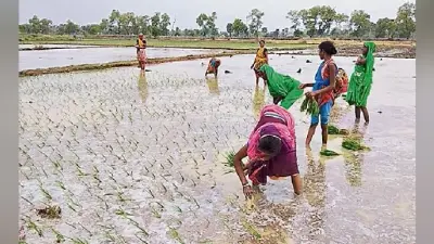पटना : जुलाई में सामान्य से 21% अधिक बारिश, रोपनी ने पकड़ी रफ्तार, गंगा, कोसी, महानंदा का जल स्तर बढ़ा
