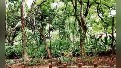 रांची : खुखरी गेस्ट हाउस से 825 बोनसाई ट्री बाहर ले जाने पर रोक
