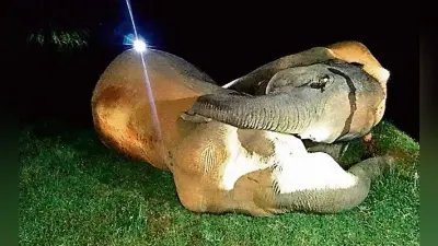 घाटशिला : 11 हजार वोल्ट के तार की चपेट में आने से तीन हाथी की हुई मौत